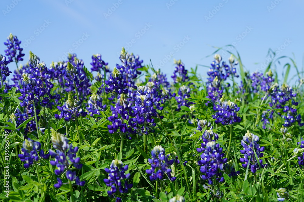 Naklejka premium Bluebonnet flowers blooming during spring time near Texas Hill Country, USA