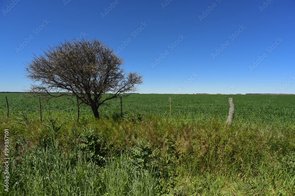 Calden Tree landscape, La Pampa, Argentina Calden Tree landscape, La Pampa, Argentina