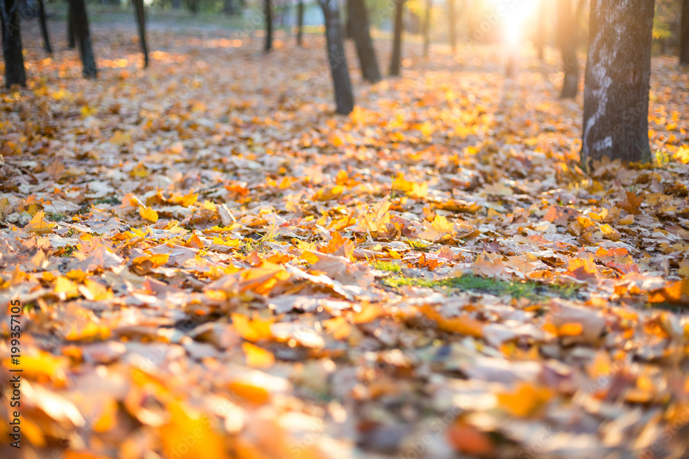 beautiful maple leaves in the autumn park