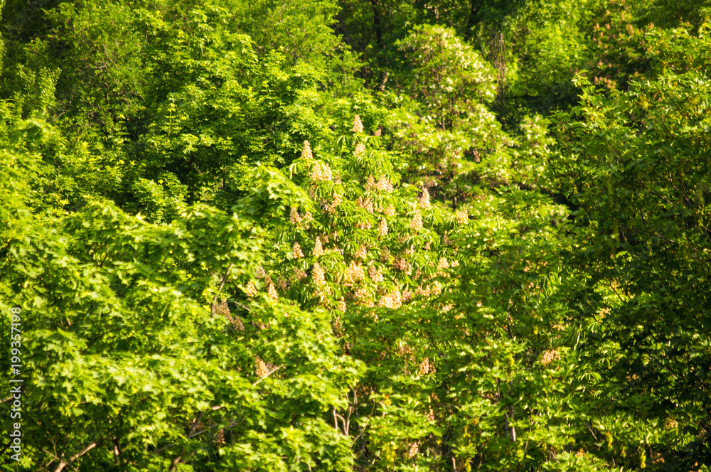 Fototapeta premium spring city Park