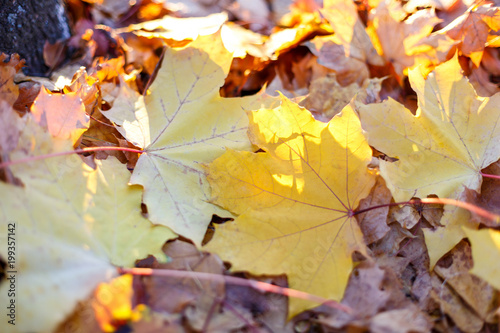 beautiful maple leaves in the autumn park