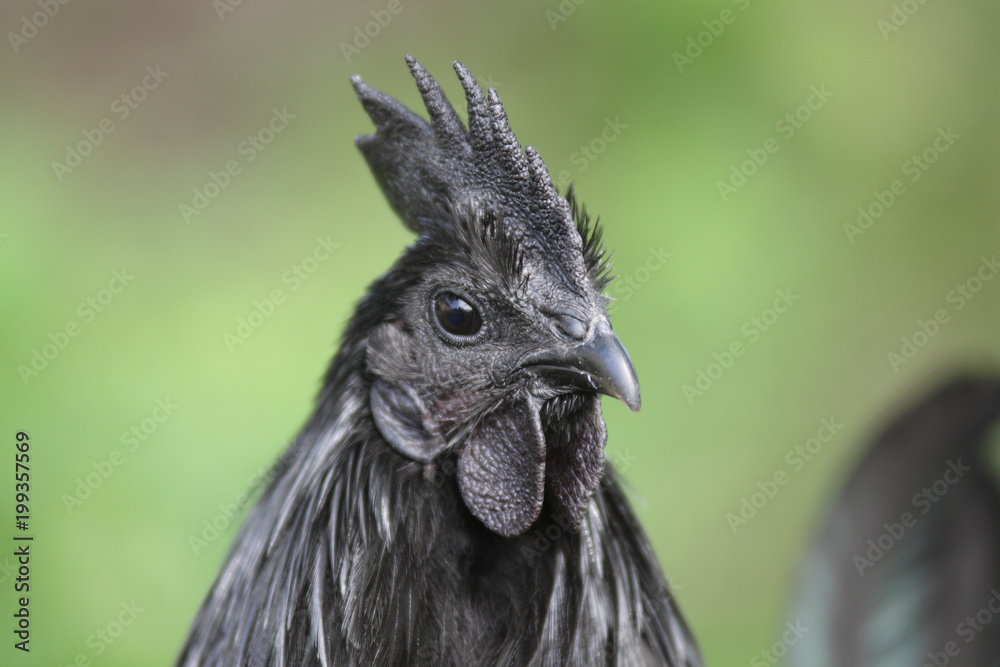 Fototapeta premium Black Ayam Cemani chicken