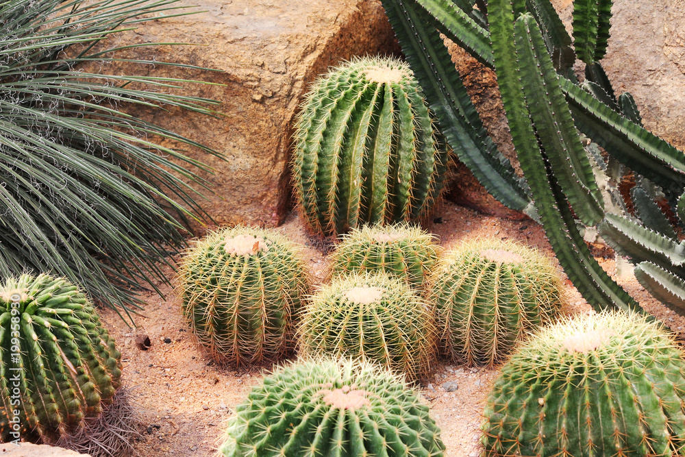Cactus plantation in the botanical garden Cactus plantation in the botanical garden
