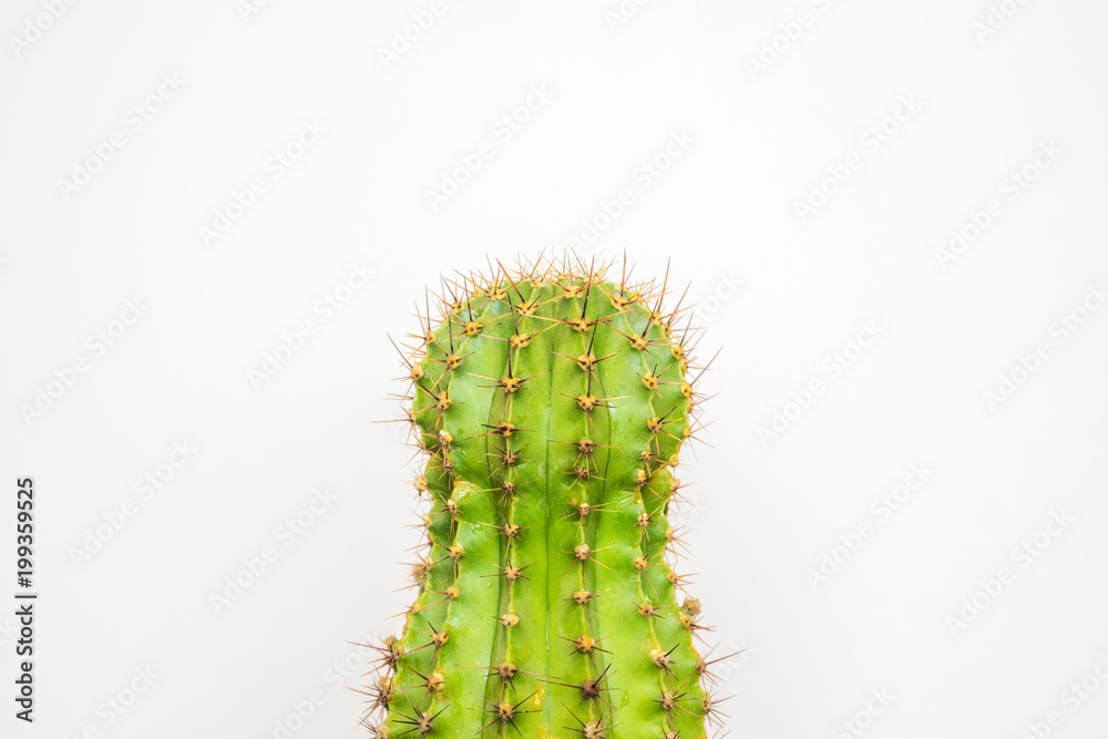 Fototapeta premium green cactus on a colored background for your logo and cover prickly cactus on white background