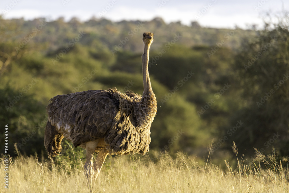 Naklejka premium Big Bird Basking in the Sunlight