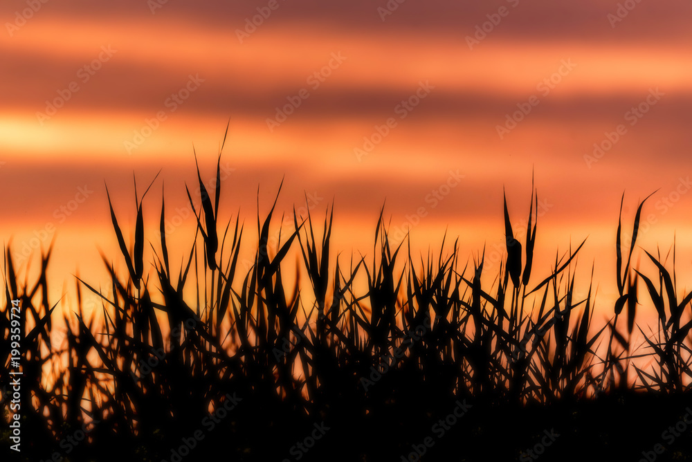 Orange sunset sky and field silhouette