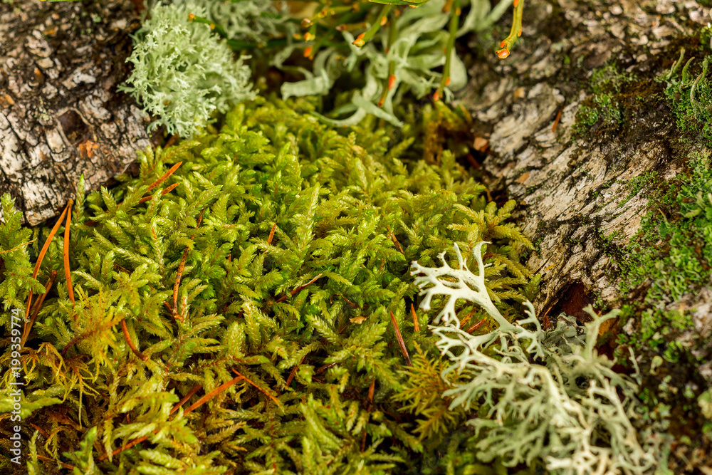 green moss forest macro