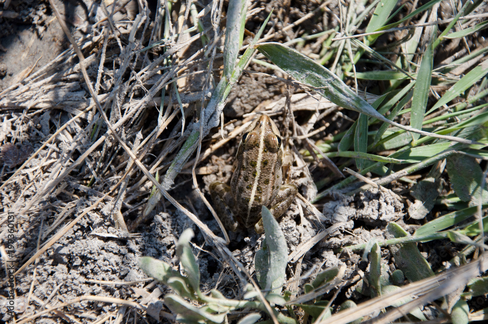frog. frog on ground among twigs in summer. frog. frog on ground among twigs in summer.