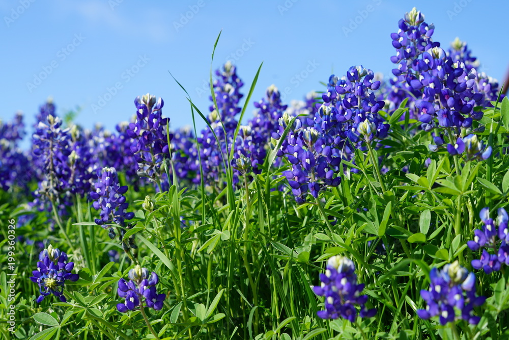 Bluebonnet flowers blooming during spring time near the Texas Hill Country Bluebonnet flowers blooming during spring time near the Texas Hill Country