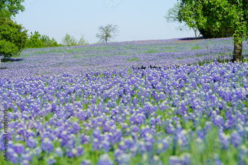 Bluebonnet flowers blooming during spring time near the Texas Hill Country