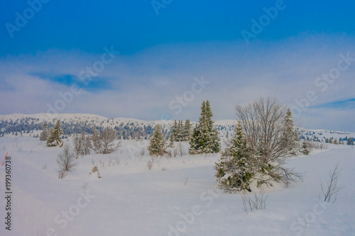 Beautiful outdoor view of snow in pine trees during a heavy winter