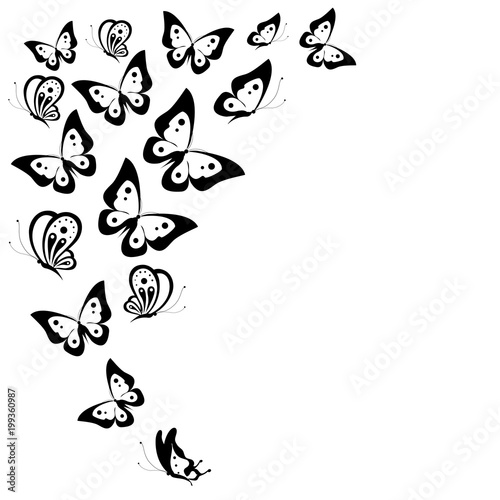 black butterfly  isolated on a white