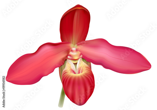Red Lady’s Slipper orchid, Phragmipedium  Memoriam Dick Clements.
Realistic vector illustration on white background.
