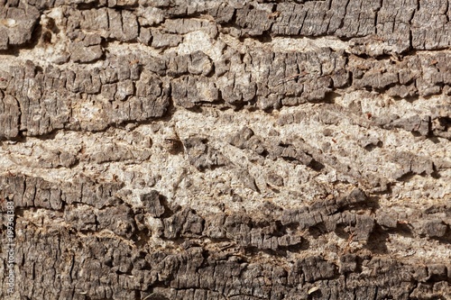 The bark of an acacia tree