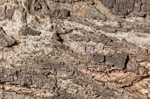 The bark of an acacia tree © ChrWeiss