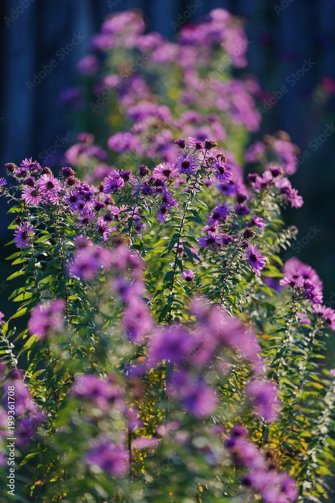 Obraz premium Beautiful purple wildflowers. Shallow depth of field. Autumn mood.
