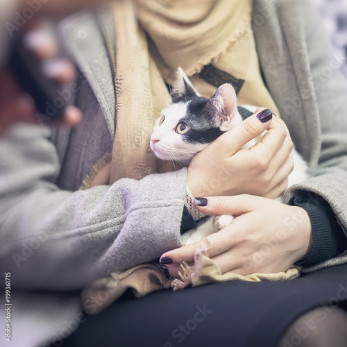 Frightened kitten in the hands of girl volunteer, in shelter for homeless animals. Girl takes cat to her home. Square