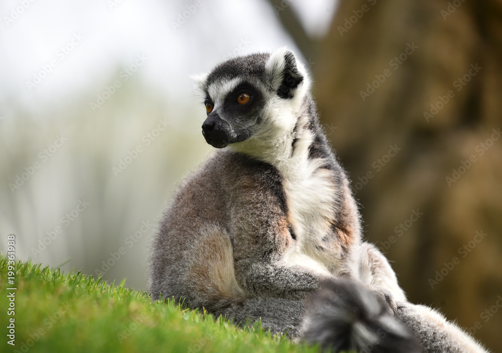 lemur lemur