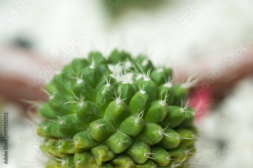 Close up cactus natural background.