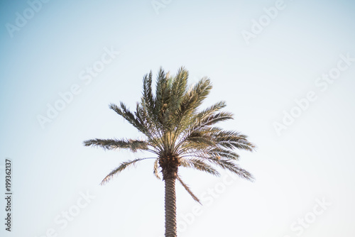 Beach Palm 