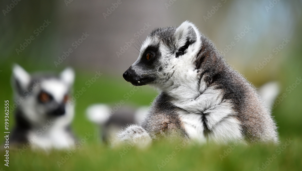 Fototapeta premium LEMUR