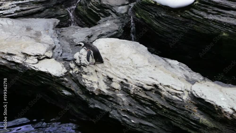 Penguins frolic in the nursery, cheering tourists Penguins frolic in the nursery, cheering tourists
