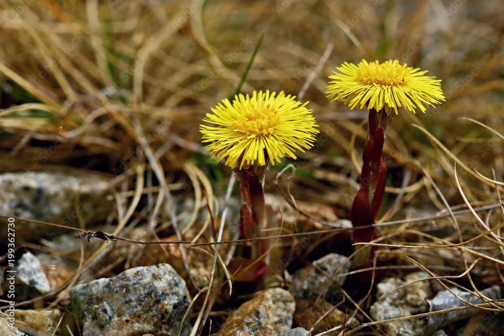 Tussilago farfara (coltsfoot) - two yellow spring flowers growing among grey stones and dry brown grass