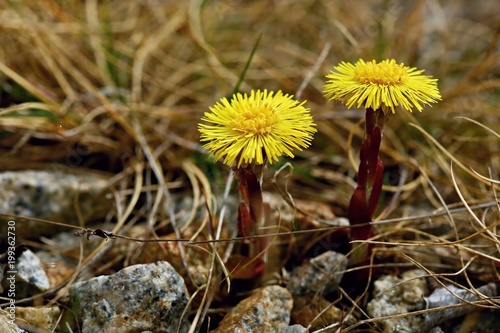 Obraz na płótnie Tussilago farfara (coltsfoot) - two yellow spring flowers growing among grey stones and dry brown grass w salonie