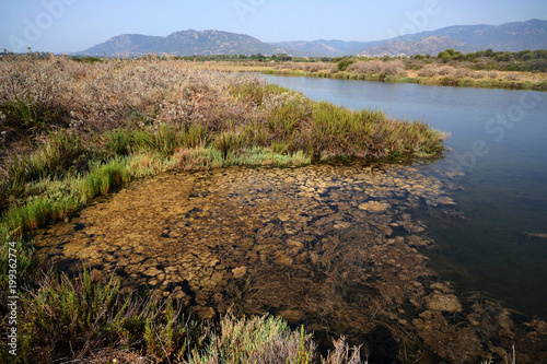 Vegetation in the Nora’s lagoon (Sardinia)