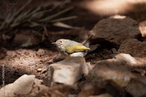 Grey-backed camaroptera (Camaroptera brevicaudata) photo