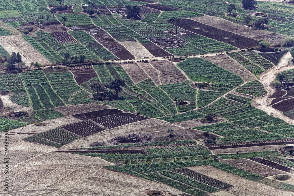 Vegetable fields  in Ethiopia.