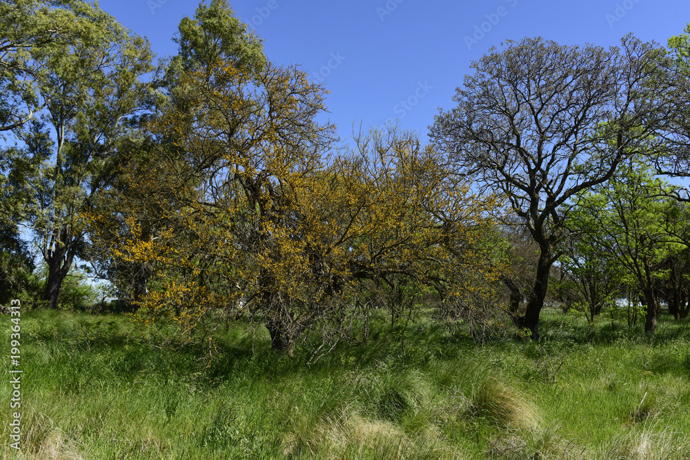 Fototapeta premium Calden Tree landscape, La Pampa, Argentina
