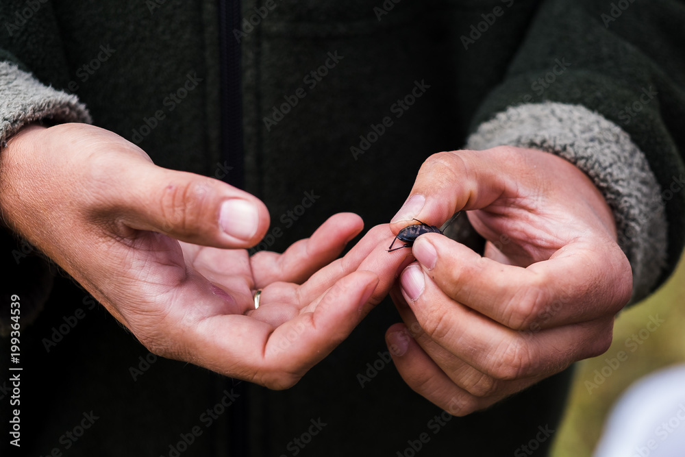 Hands holding a marked beetle Hands holding a marked beetle