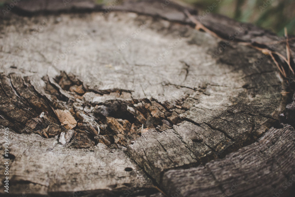 Tree background. Felling tree in the forest. Macro.