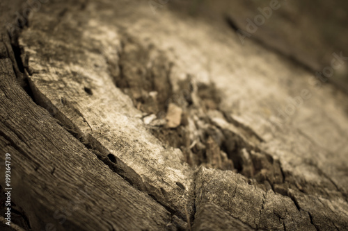 Tree background. Felling tree in the forest. Macro.