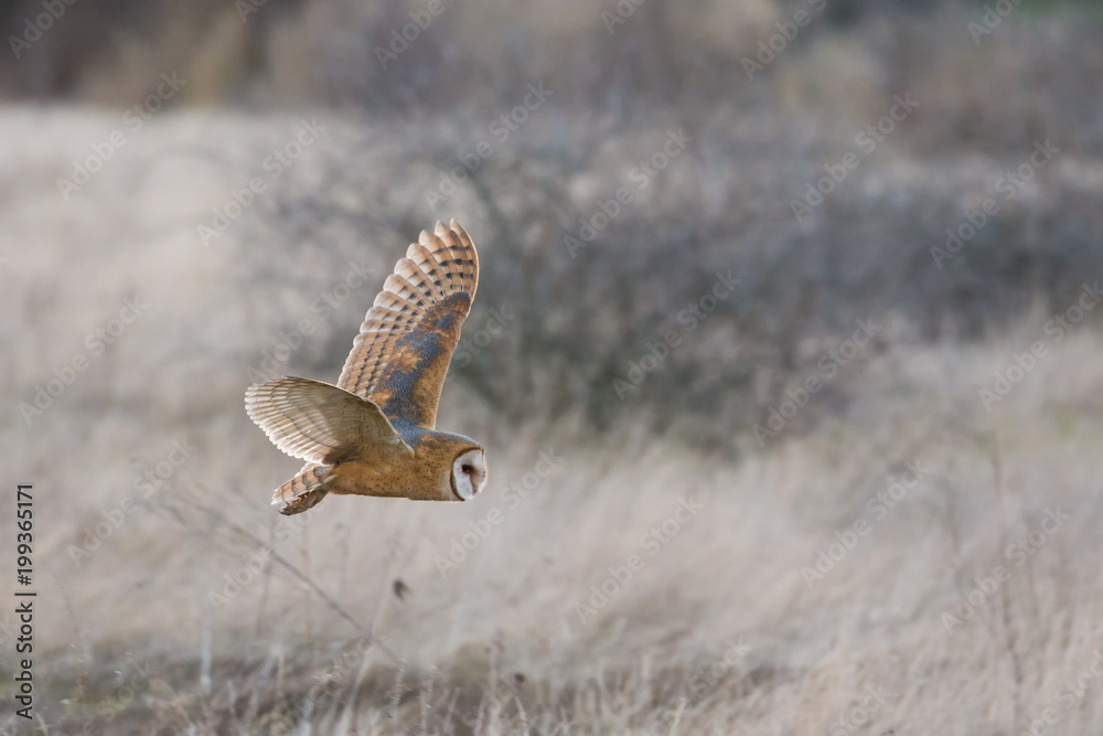 Fototapeta premium Barn owl hunting