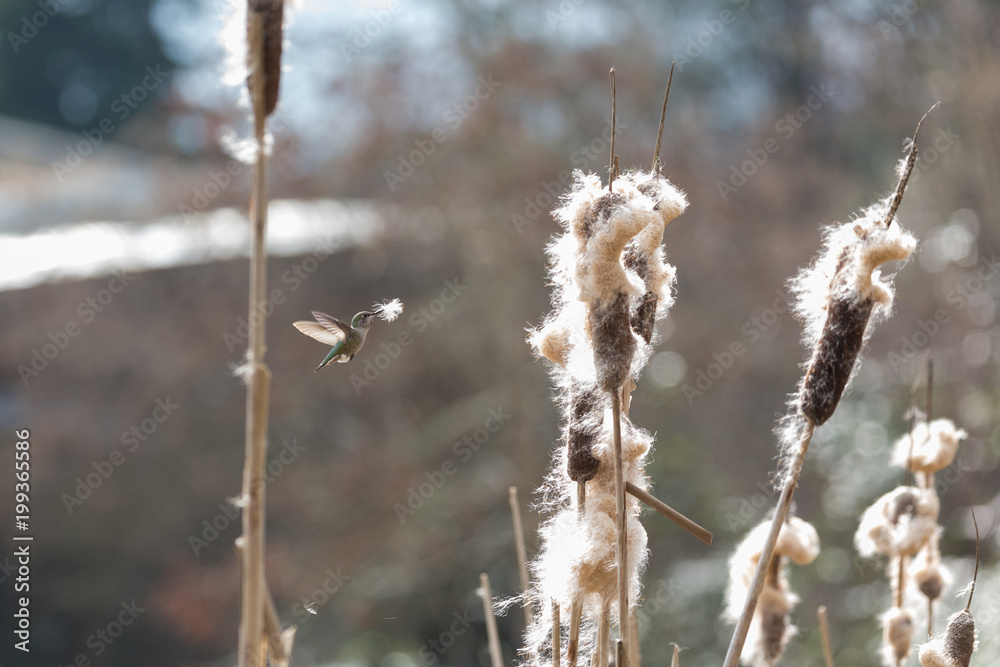 Annas hummingbird gathering nest material Annas hummingbird gathering nest material