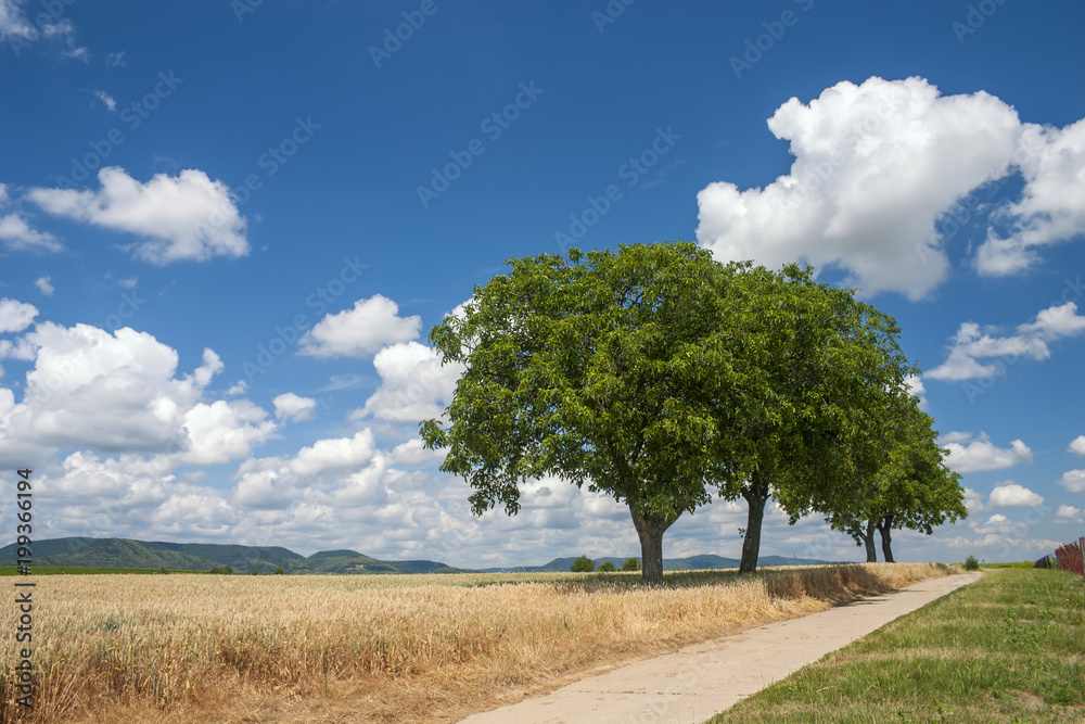 Fototapeta premium Walnussbäume (Juglans regia) und Wolkenhimmel