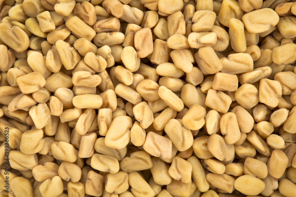 fenugreek organic sprouting seeds fenugreek organic sprouting seeds