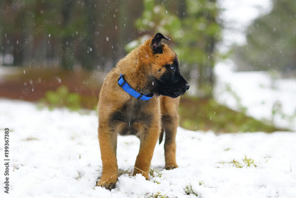 Cute Belgian Shepherd Malinois puppy with a blue collar staying outdoors on a snow in winter Cute Belgian Shepherd Malinois puppy with a blue collar staying outdoors on a snow in winter