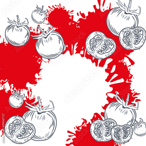 Fresh tomatos vegetables hand drawing in black and white colors vector illustration