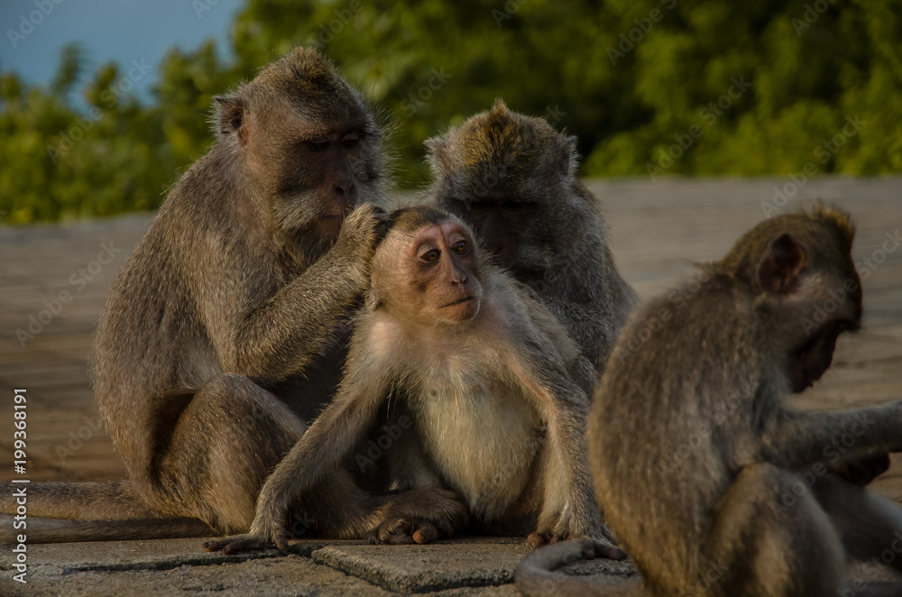 Monkey family Monkey family