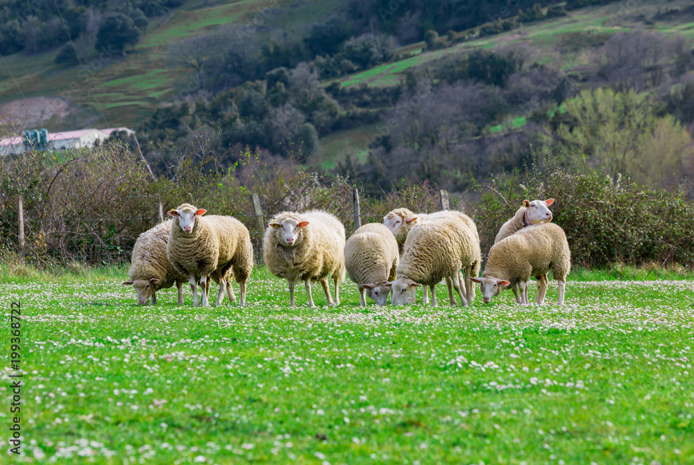 Fototapeta premium Free sheep in the field