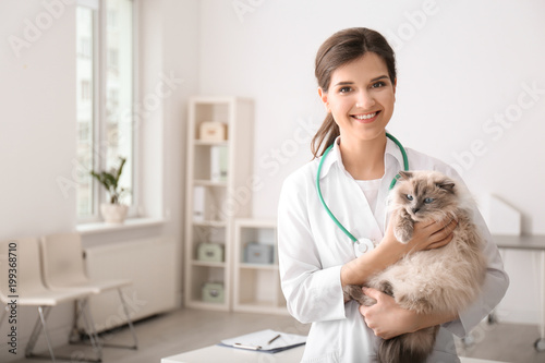 Fototapeta Naklejka Na Ścianę i Meble -  Young veterinarian holding cat in clinic
