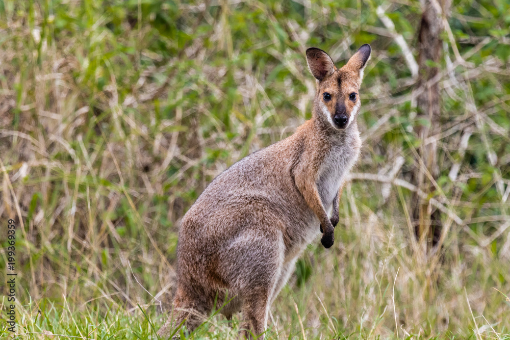 Fototapeta premium Australian Wallaby