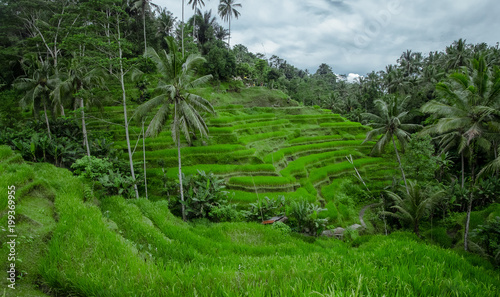 Tegallagang Bali Paddy Field