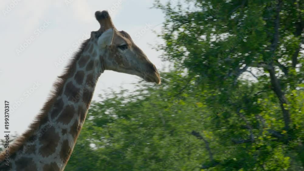 Close up of Giraffe walking in Namibia Africa Close up of Giraffe walking in Namibia Africa