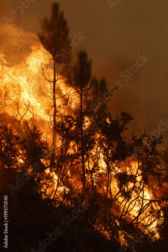 Forest fire