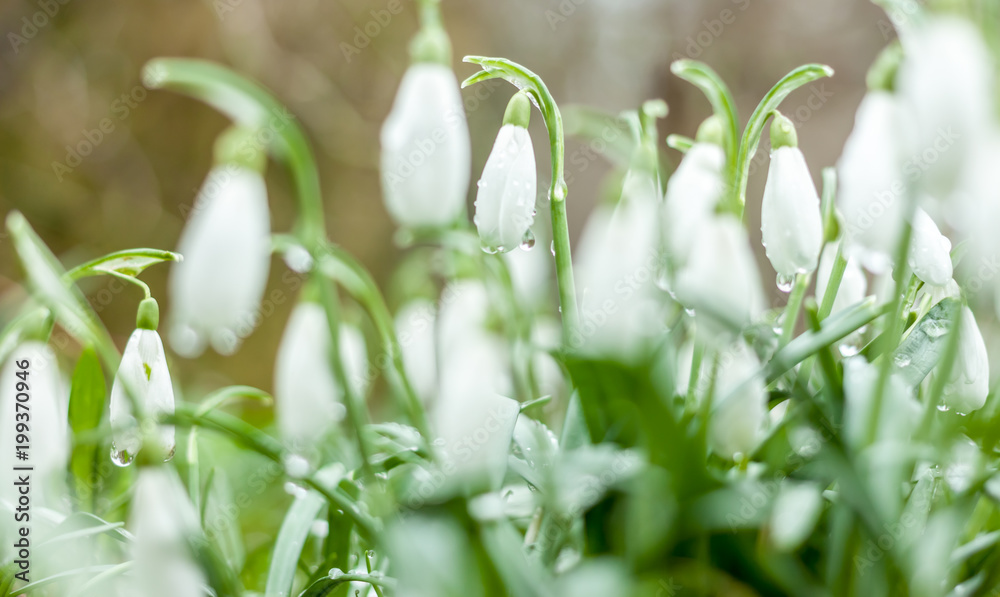 beautiful spring flowers snowdrops beautiful spring flowers snowdrops