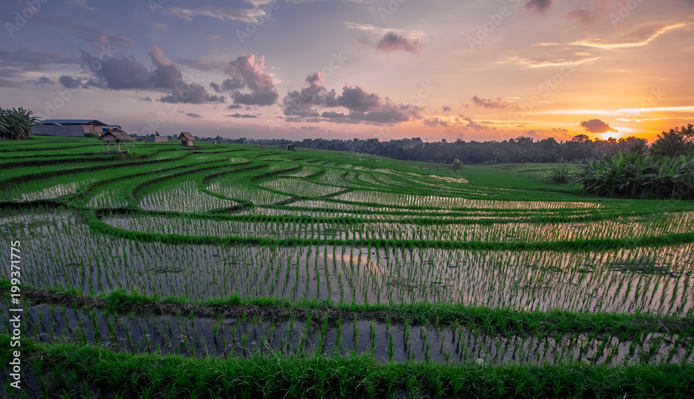 View Paddy Field